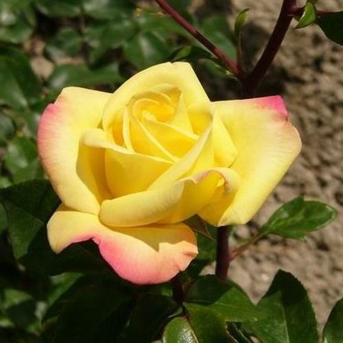 Złoty, z rożowymi obrzeżami płatków  - Róże pienne - z kwiatami hybrydowo herbacianymi - korona równomiernie ukształtowana